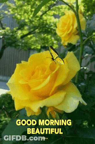 Yellow Rose With Butterfly And Good Morning GIF