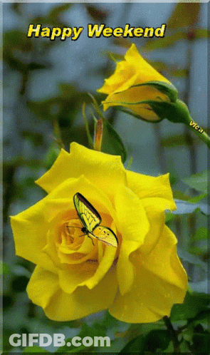 Yellow Rose With Butterfly Saying Happy Weekend GIF