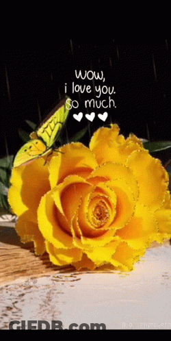 Yellow Rose With Butterfly Saying Wow I Love You So Much GIF