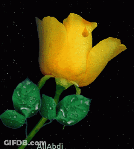 Yellow Rose With Green Leaves On Black Background Aliabdi GIF