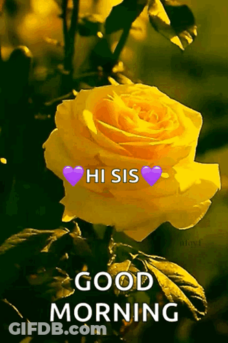 Yellow Rose With Purple Heart Good Morning GIF