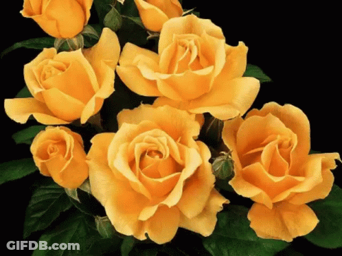 Yellow Roses Against Black Background GIF
