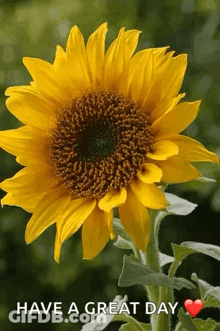 Yellow Roses Bouquet With Red Heart For You GIF