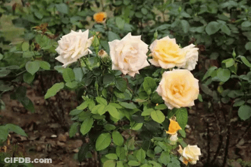 Yellow Roses On Bush GIF