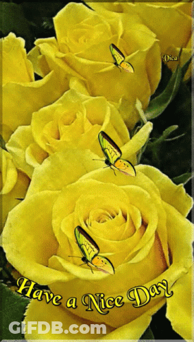 Yellow Roses With Butterflies Have A Nice Day GIF