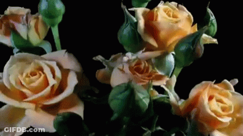 Yellow Roses With Green Leaves GIF