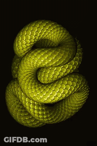 Yellow Snake Shaped Like Letter S GIF