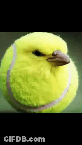 Yellow Tennis Ball With Bird Face GIF