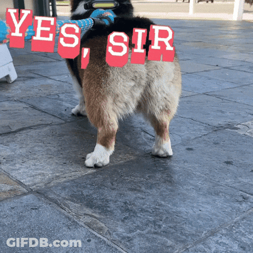 Yes Sir Fluffy Corgi Dog GIF