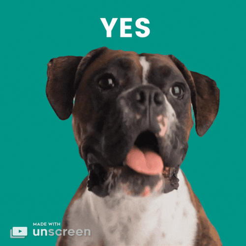 Yesss Nodding Cute Bully Dog GIF