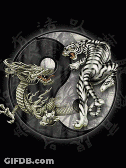 Yin Yang Dragon And Tiger Fight GIF