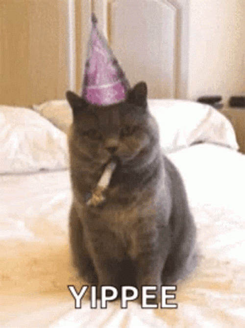 Yippee Cat Celebrate Meme GIF