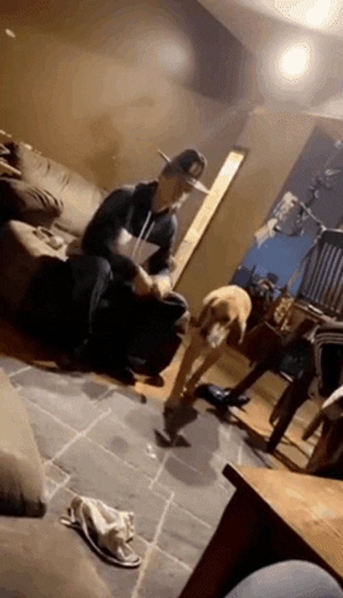 Yippee Cow Boy GIF