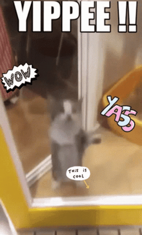 Yippee Flapping Cat GIF