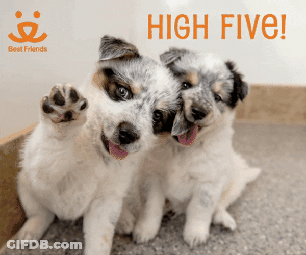 Yippee Two Puppies GIF