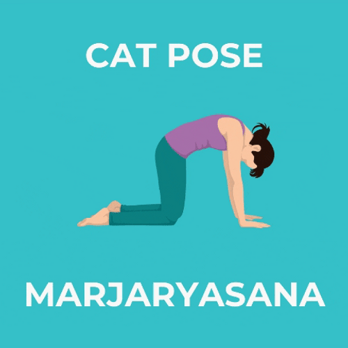 Yoga Cat Cow Pose GIF