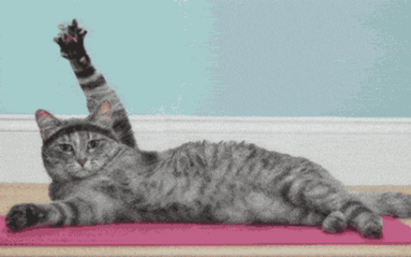 Yoga Cat Self-Care GIF
