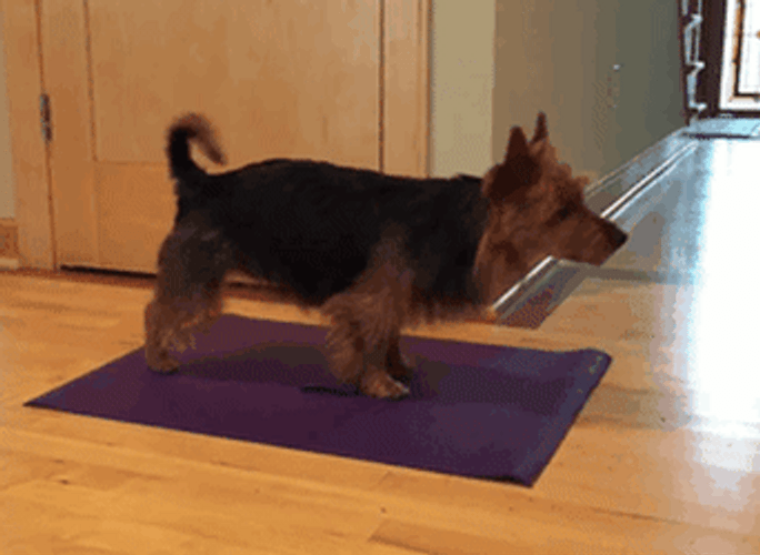 Yoga Puppy Foreleg Stand GIF