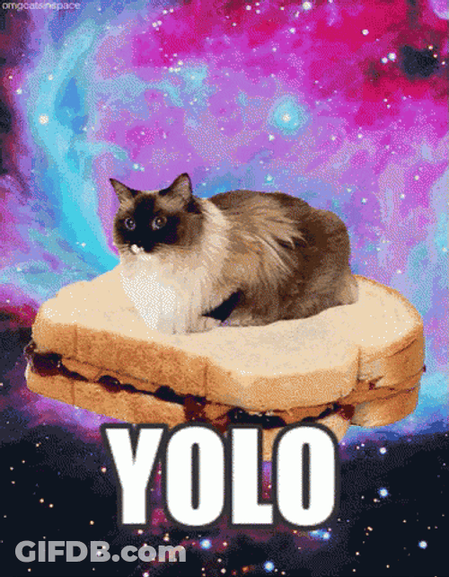 Yolo Cat Bounce Sandwich Galaxy GIF