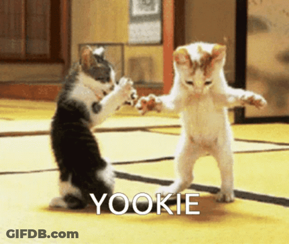 Yookie Dancing Cat Meme GIF