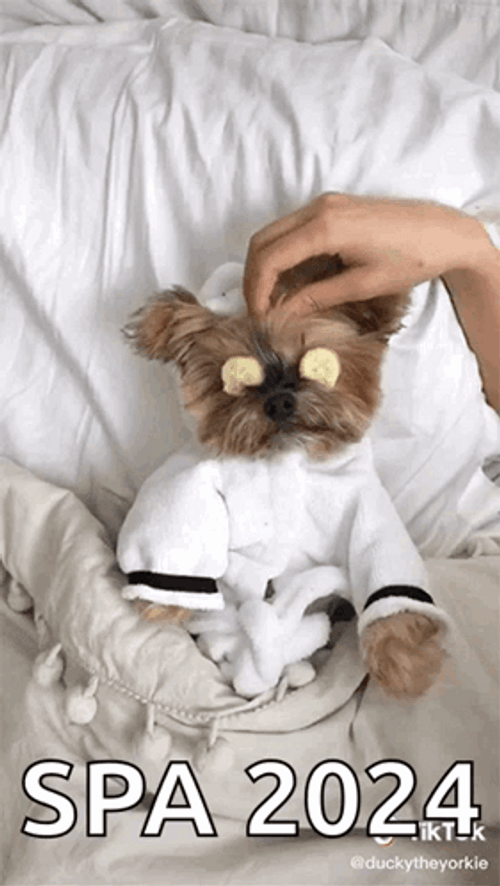 Yorkie Puppy Eyes Spa GIF