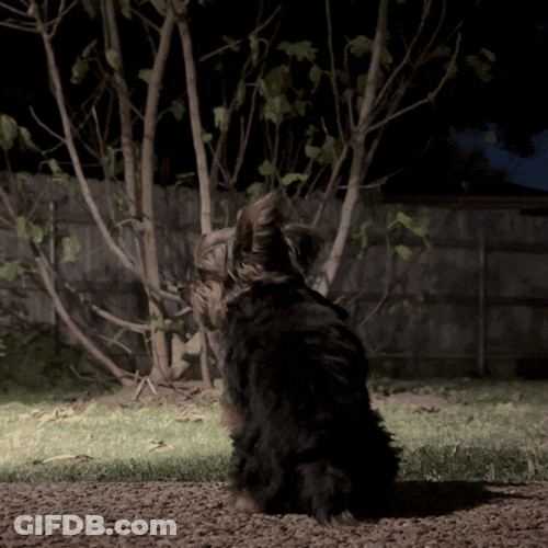 Yorkie Yorkie Ears GIF