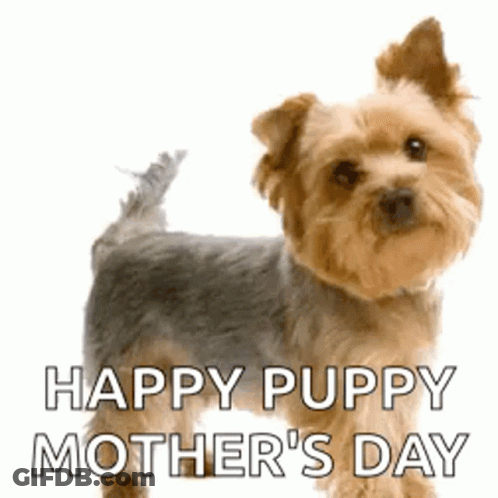 Yorkshire Terrier Happy Puppy Mother's Day GIF