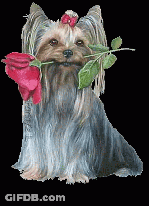 Yorkshire Terrier Holding Red Rose GIF