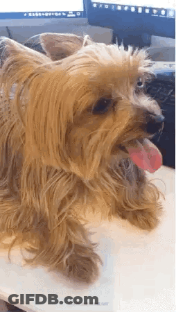 Yorkshire Terrier Sitting With Tongue Out GIF