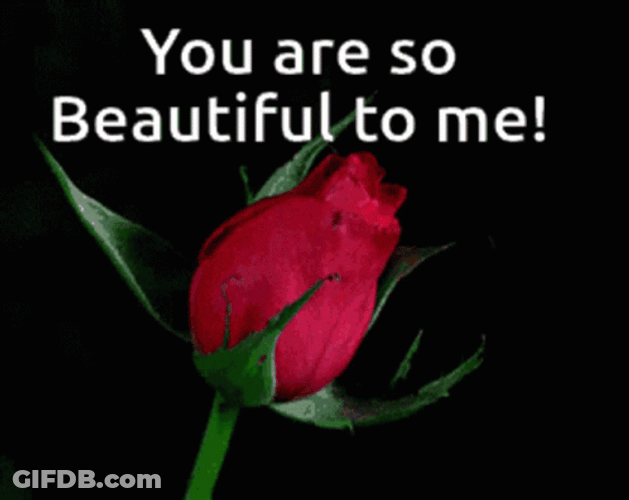 You Are Beautiful Blooming Red Rose GIF