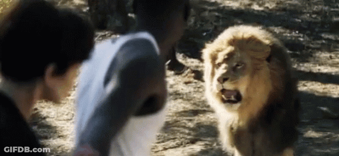 You Can't Cross Lion Roar GIF