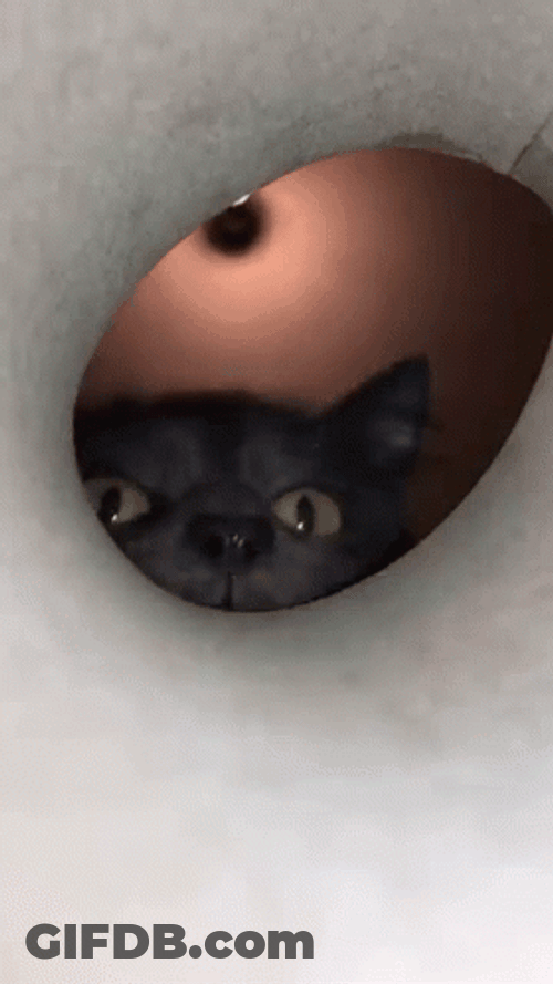 You Cannot Escape From My Sniff GIF