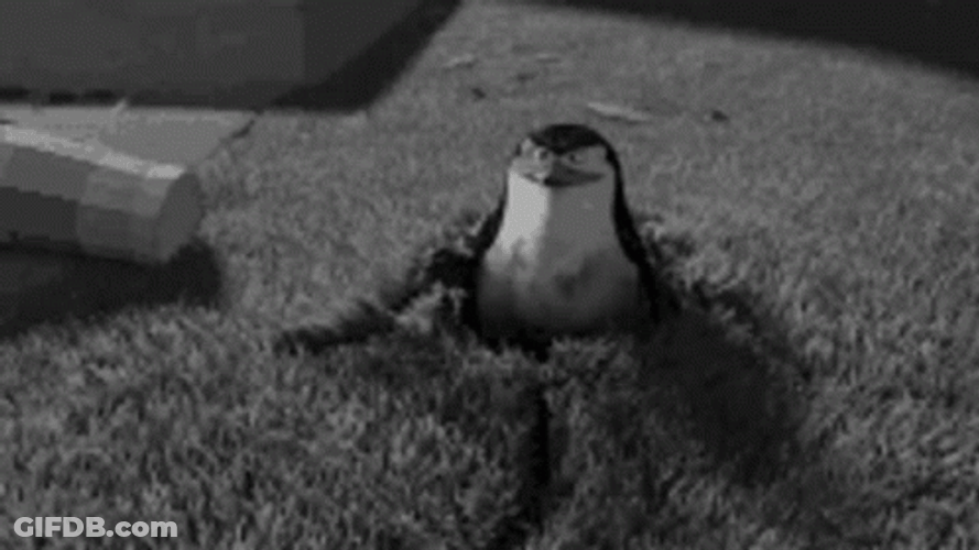 You Didn't See Anything Madagascar Penguin GIF