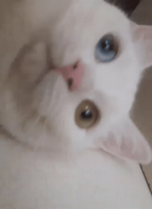 You Died Cat Bites Camera GIF
