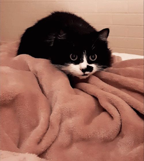 You Died Dark Souls Black Cat Attack GIF