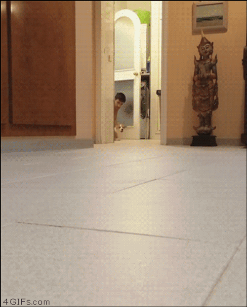 You Died Dark Souls Puppy Dog Attack GIF