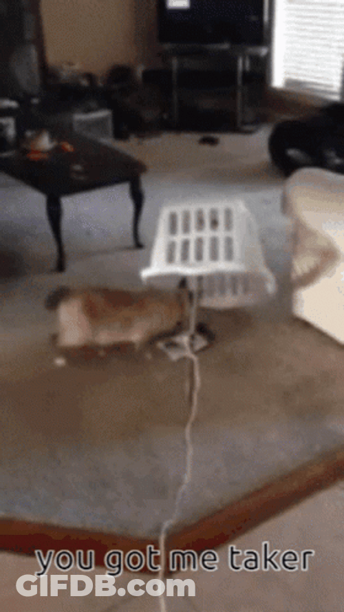 You Got Me Funny Cat Trap GIF