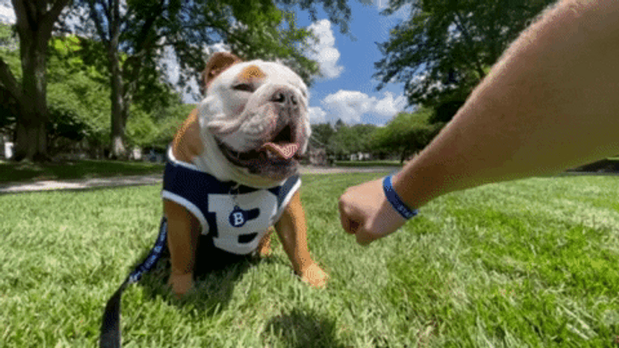 You Got This Bulldog Fist Bump GIF