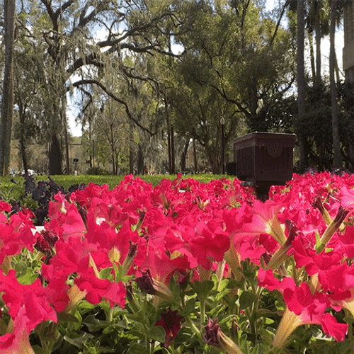 You Got This Flowers Park GIF