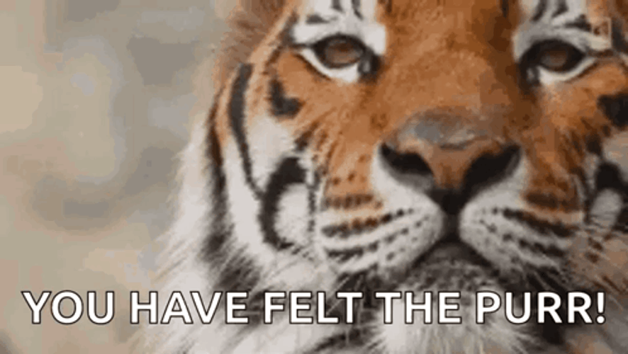 You Have Felt The Purr GIF