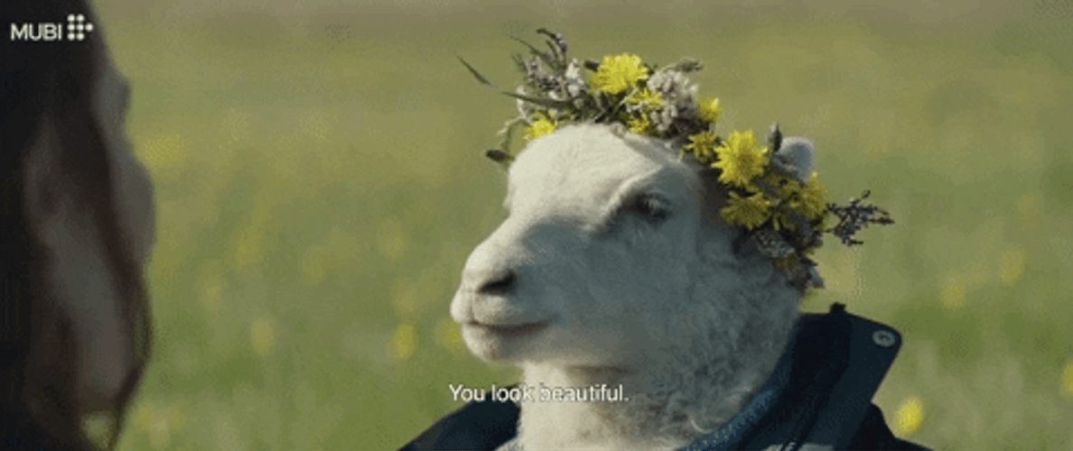 You Look Beautiful Goat GIF