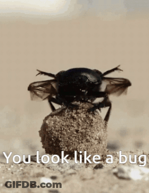 You Look Like A Bug GIF