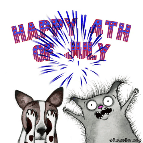You Look Like The 4Th Of July Scared Cat GIF