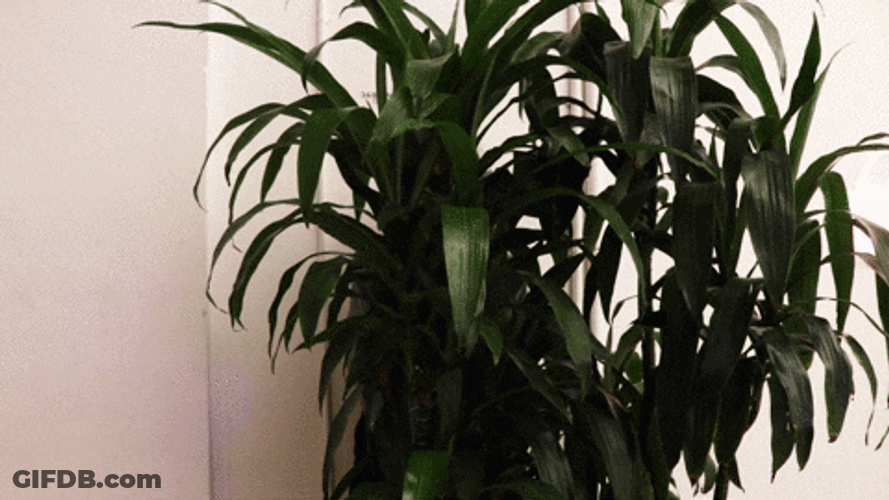 You Rang Woman Peeking Behind A Plant GIF
