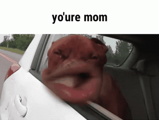 You're Mom Dog Funny Faces GIF