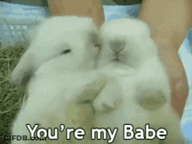 You're My Babe Rabbits GIF