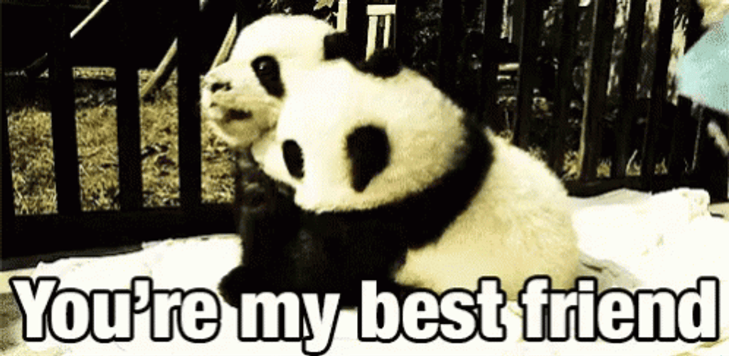 You're My Best Friend Panda GIF