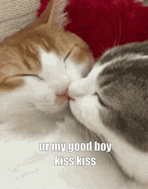 You're My Boy Blue Sweet Cats GIF