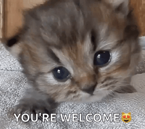 You're Welcome Kitten Meow GIF