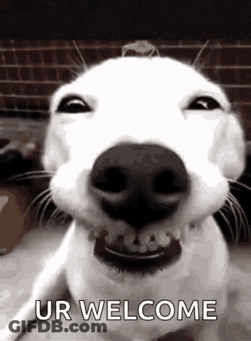 You're Welcome Smiling Dog GIF